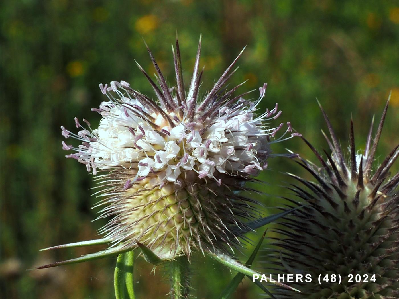 Teasel, Cut-leaved flower